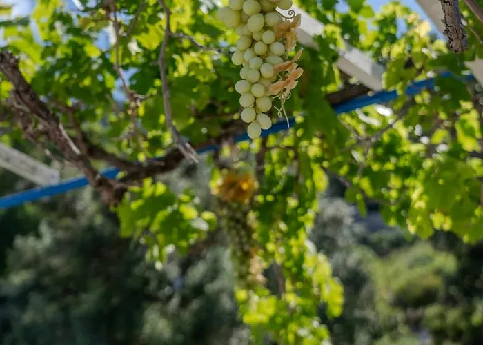 فيلة Irene's Myrtonas